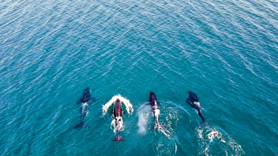 ballenas golfo san matias