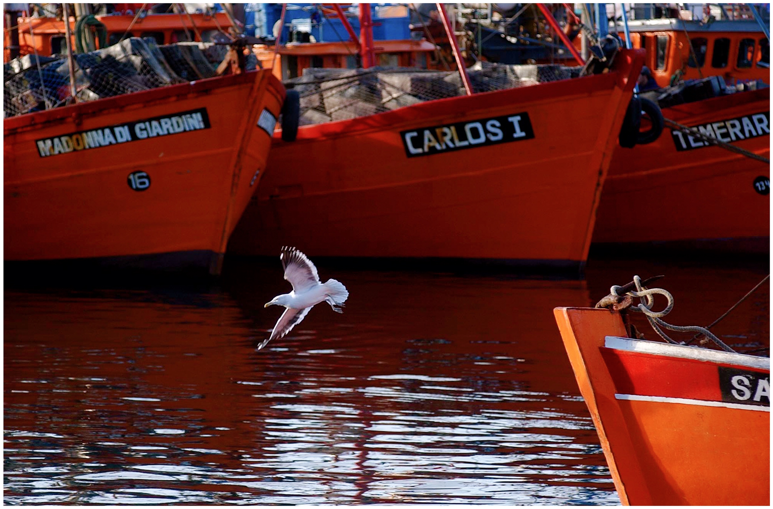 flota amarilla mar del plata