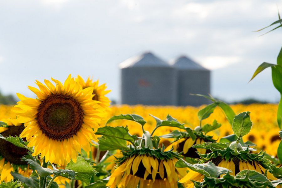 cosecha girasol