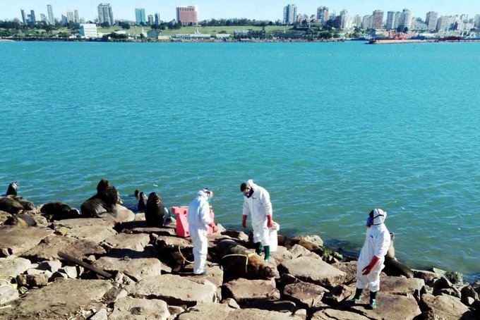 lobos marinos muertos mar del plata