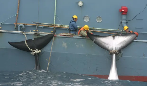 BARCO BALLENAS