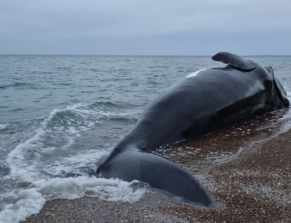 ballena villarino