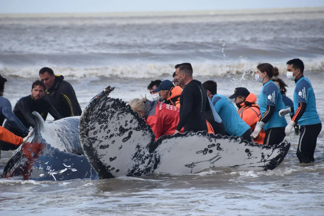 ballena joronada rescate provincia buenos aires