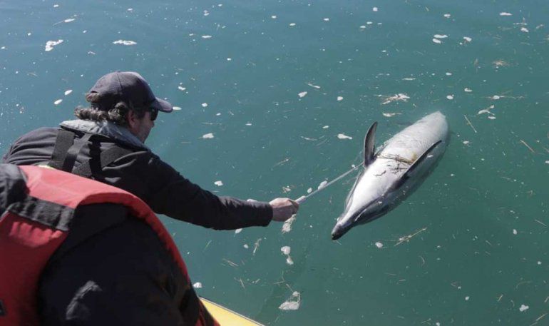 DELFIN MUERTO LAS GRUTAS