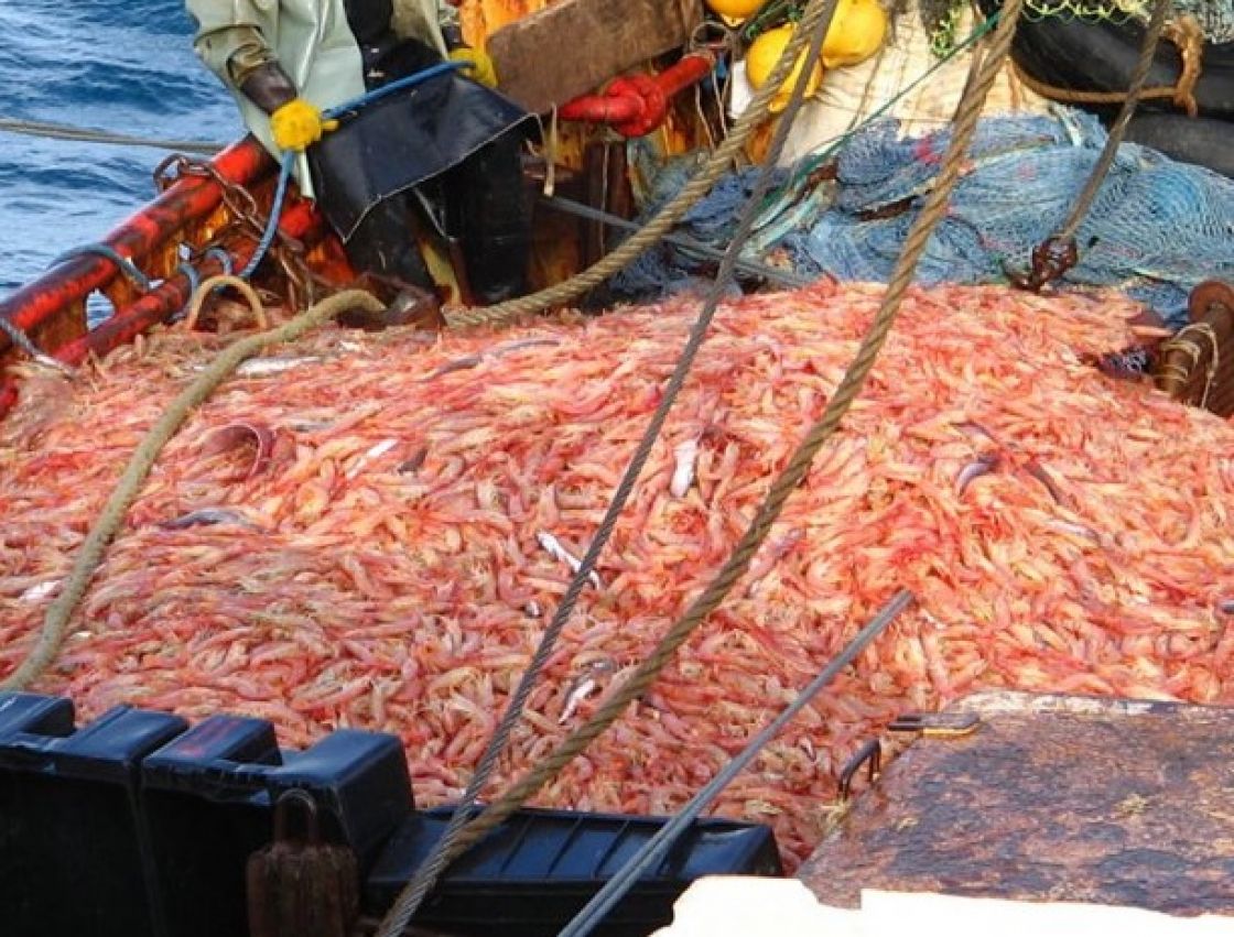 pesca langostino argentina