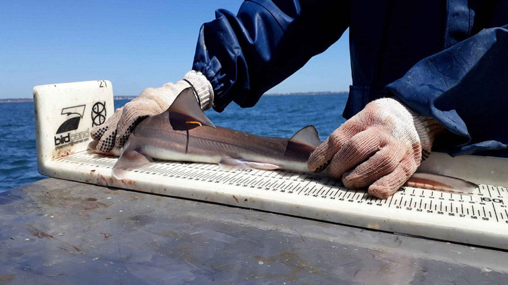 Video: la importancia del estudio y la preservación de los tiburones del Mar Argentino