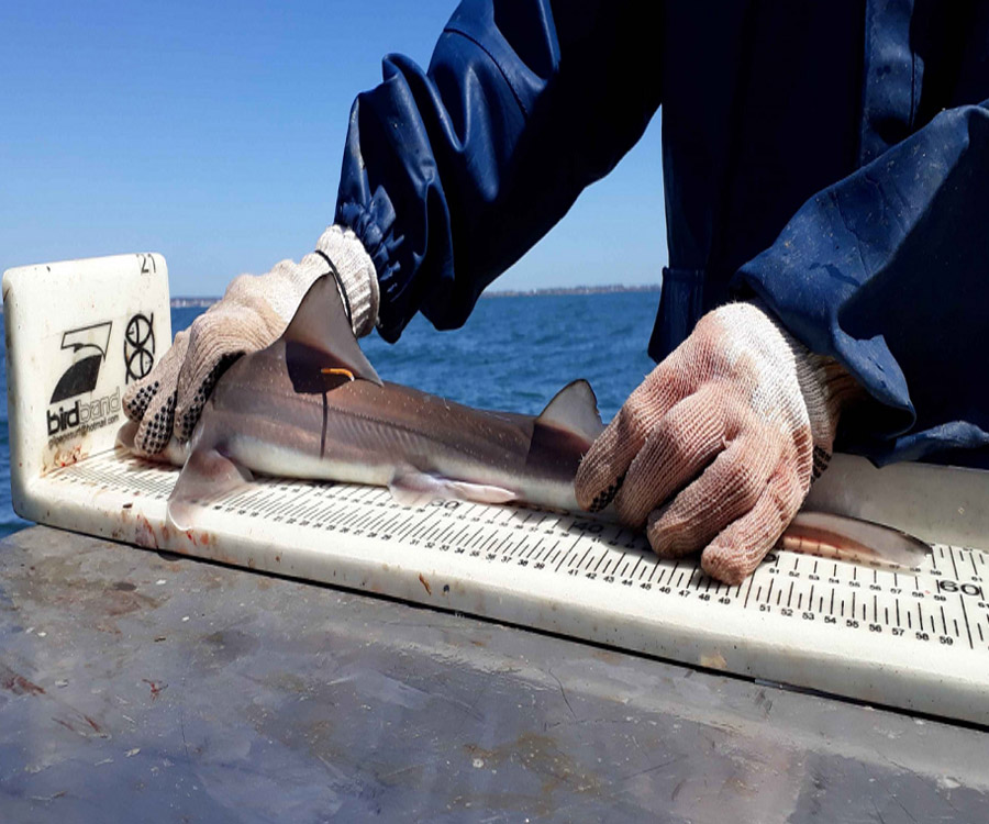 Video: la importancia del estudio y la preservación de los tiburones del Mar Argentino