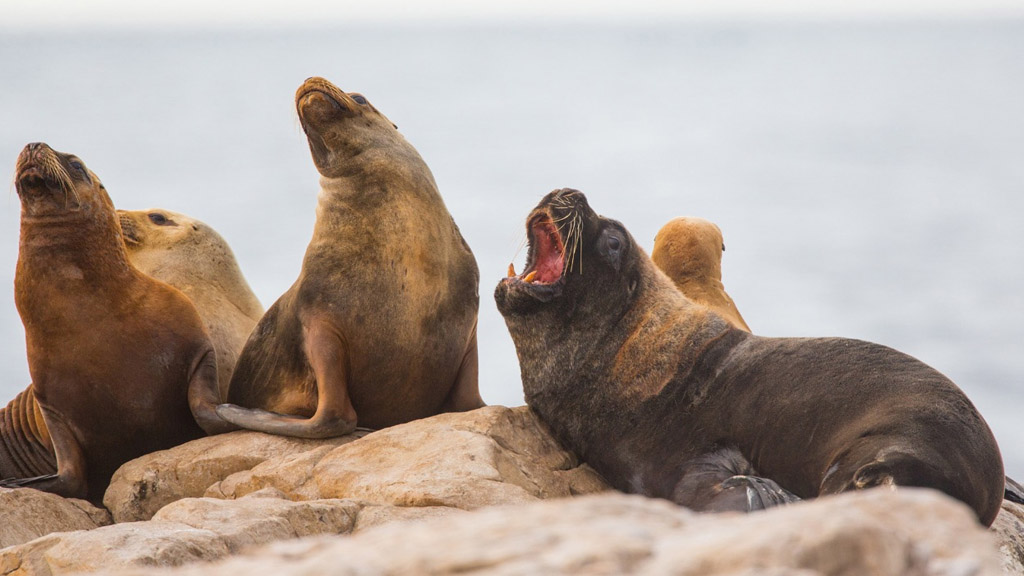 Avances en el Senado para la creación del Parque Nacional Islote Lobos