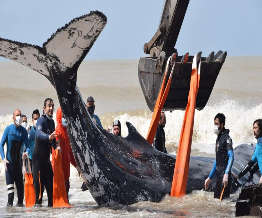 En videos: mirá el salvataje de ballenas varadas en la costa bonaerense