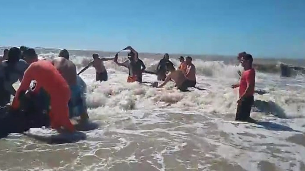 Con ayuda de Prefectura devolvieron una ballena mar adentro