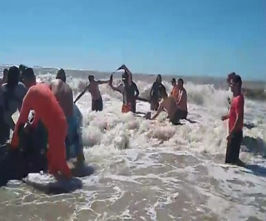 Con ayuda de Prefectura devolvieron una ballena mar adentro