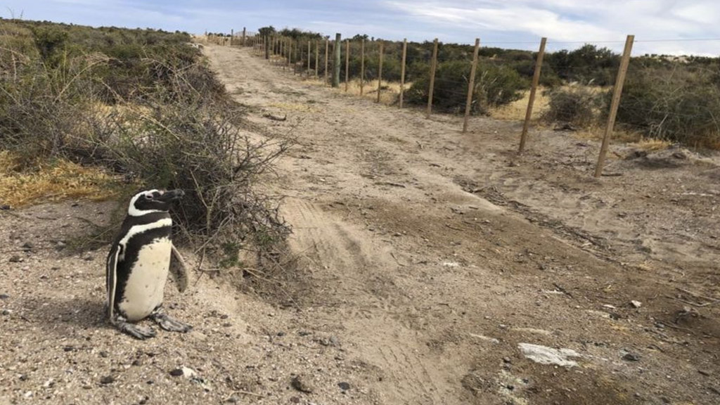 Chubut: el dueño de un campo aplastó más de 140 pingüinos y electrocutó a otro centenar