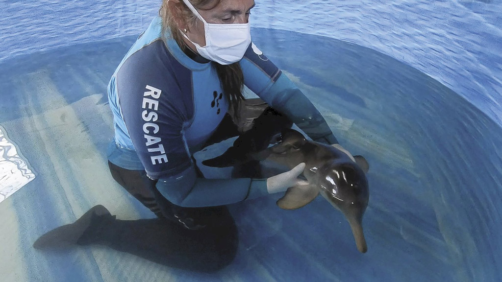 En 2021 aumentó casi un 50% la fauna marina hallada muerta en la costa bonaerense