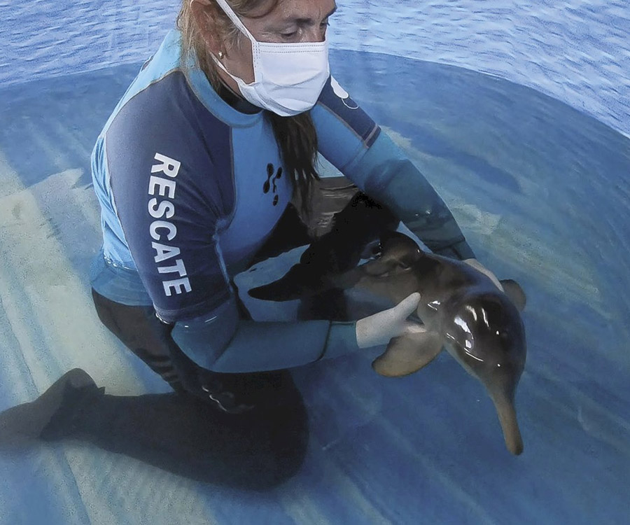 En 2021 aumentó casi un 50% la fauna marina hallada muerta en la costa bonaerense