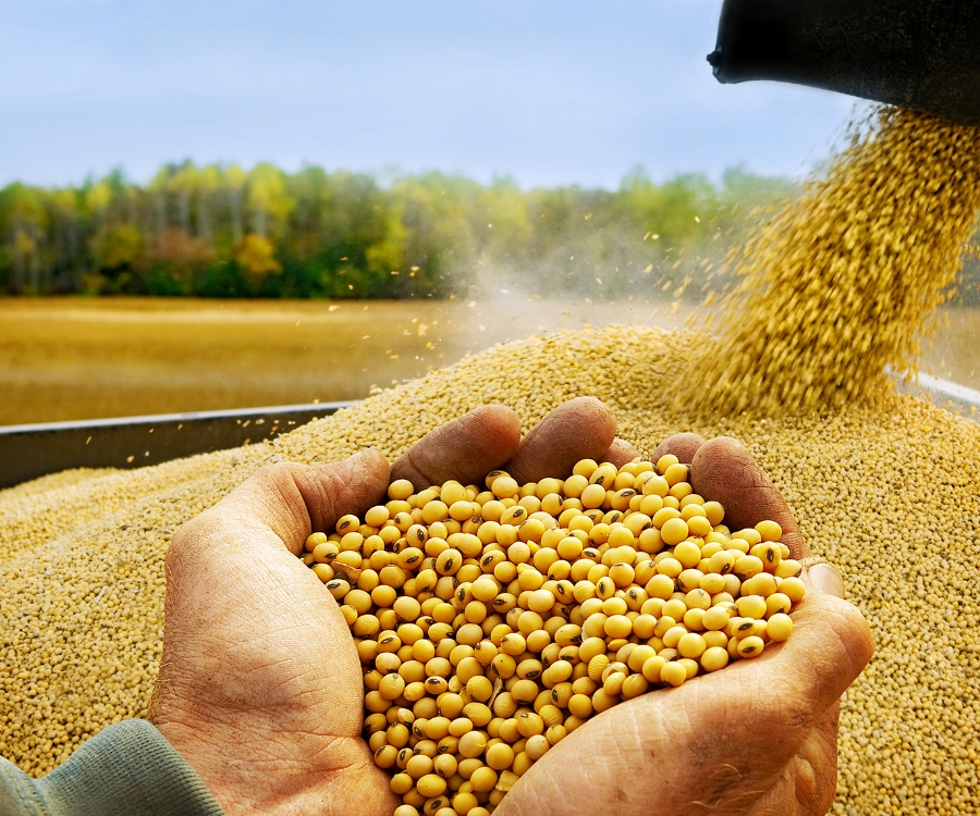 Temor en el campo tras la suspensión del registro de exportaciones de harina y aceite de soja