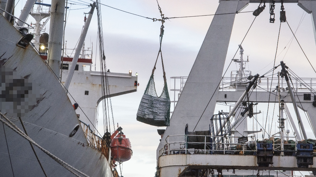 Denuncian trasbordos de buques pesqueros a barcos frigoríficos en altamar