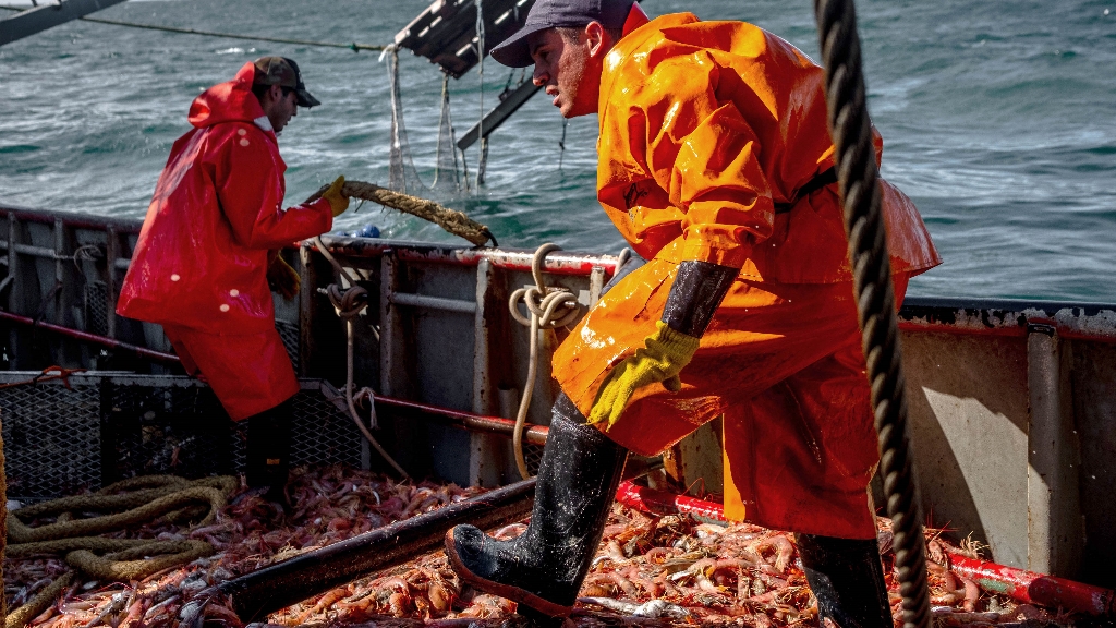 Las exportaciones de langostino se multiplicaron en 18 años