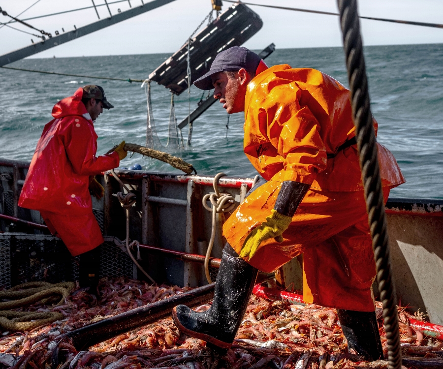 Las exportaciones de langostino se multiplicaron en 18 años