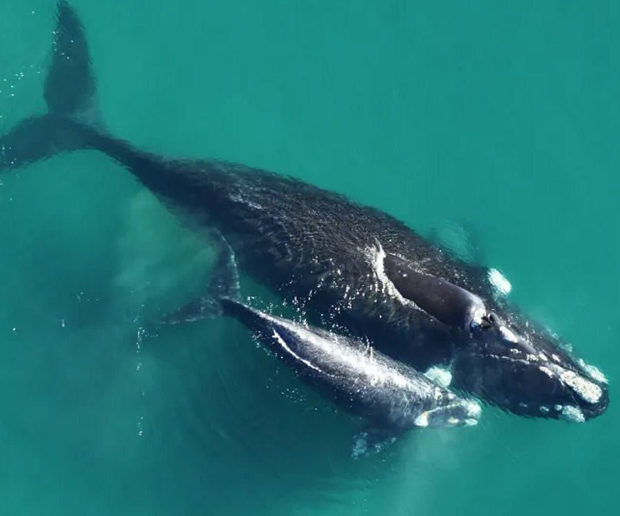 Por primera vez, registran el viaje migratorio completo de una ballena franca austral con cría