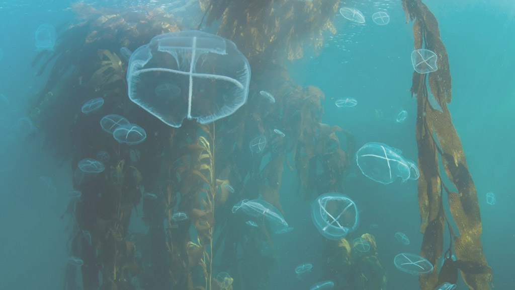 Día Mundial de los Océanos: las áreas protegidas del Mar Argentino