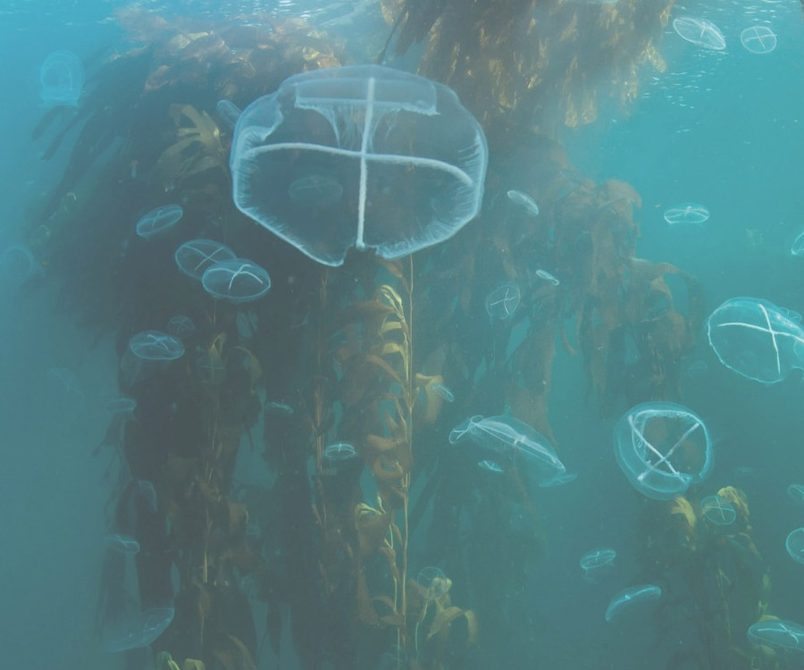 Día Mundial de los Océanos: las áreas protegidas del Mar Argentino