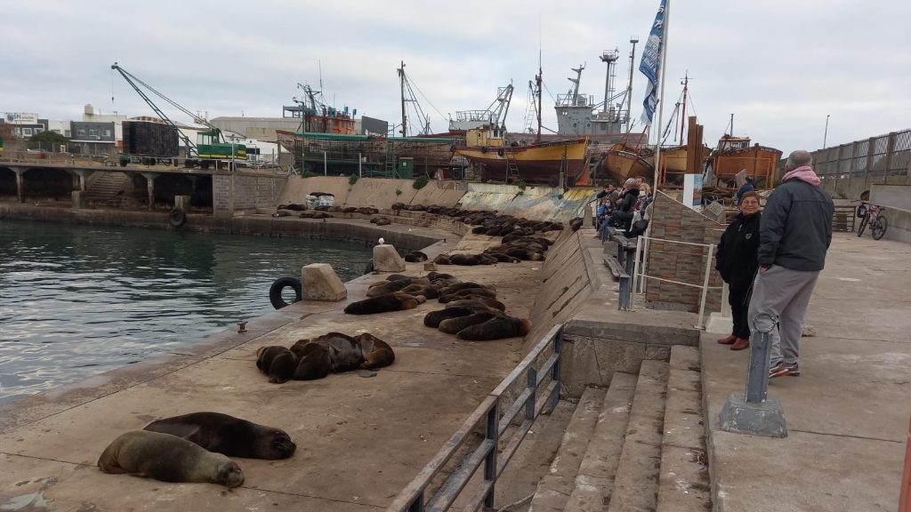 Mar del Plata: los lobos marinos mantienen su atractivo sin afectar áreas operativas