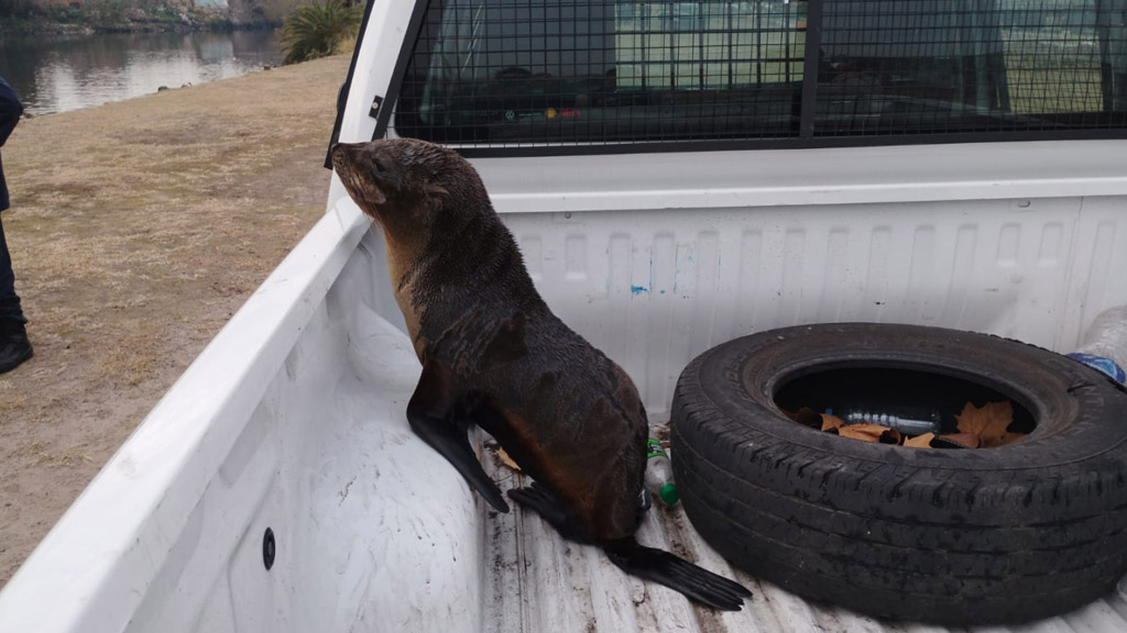 Rescataron un lobo marino que se había perdido en el Riachuelo