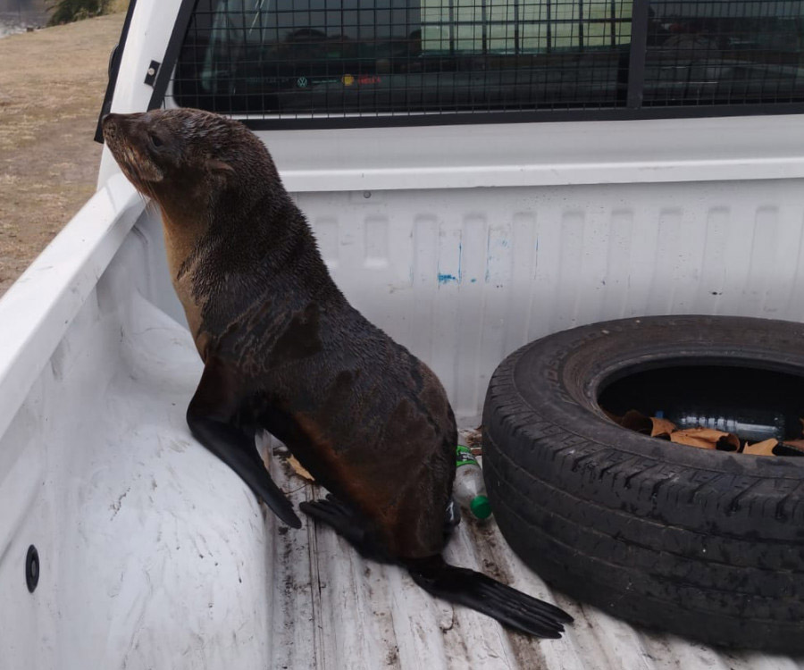 Rescataron un lobo marino que se había perdido en el Riachuelo