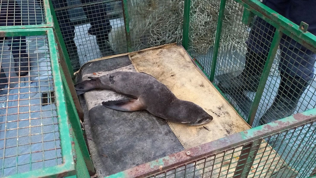 Un lobo marino desnutrido fue rescatado en el puerto de La Plata por Prefectura