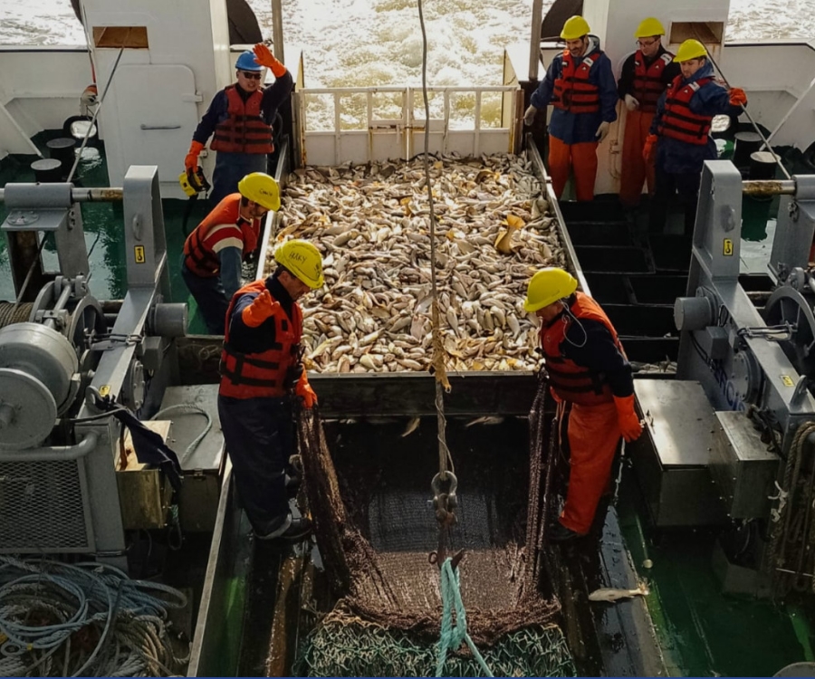 El INIDEP realiza un campaña de caracterización poblacional de corvina rubia