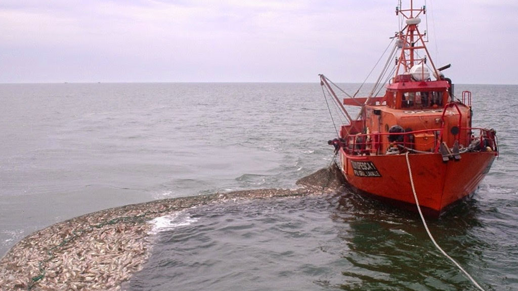 La temporada de la corvina genera trabajo en el puerto de La Plata