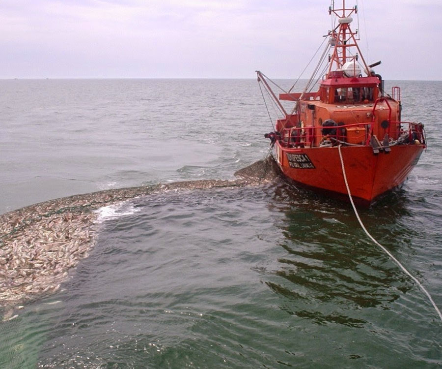 La temporada de la corvina genera trabajo en el puerto de La Plata