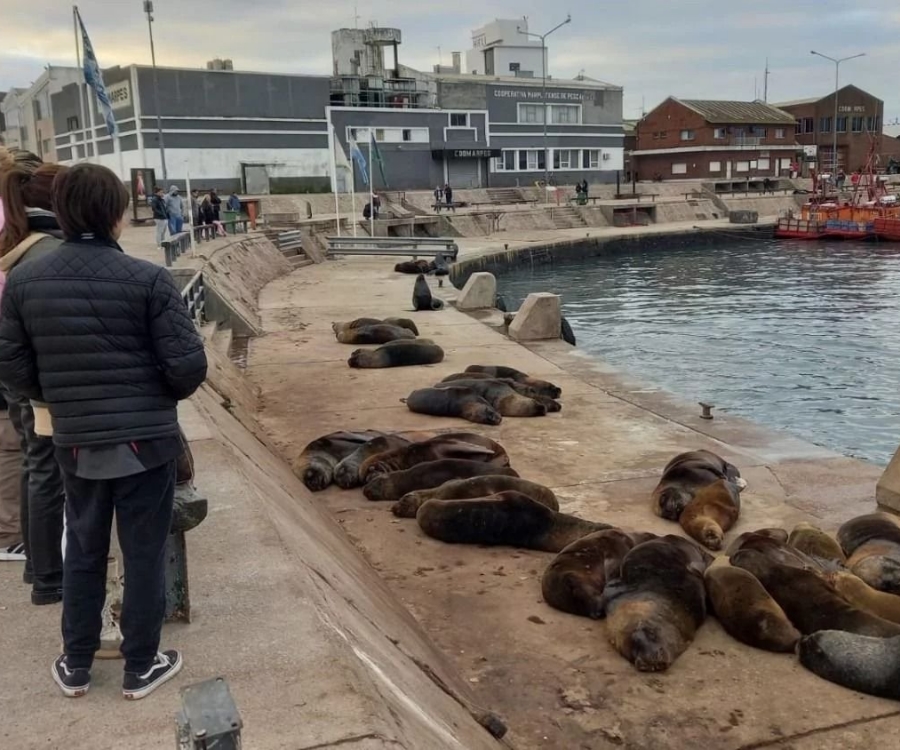 Alejaron a 300 lobos marinos de la banquina del puerto de Mar del Plata