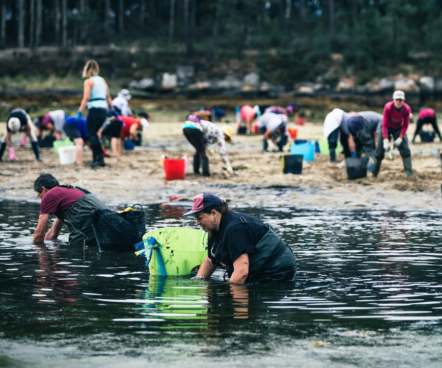 España en alerta por falta de mariscos: “El mar está dejando de producir”