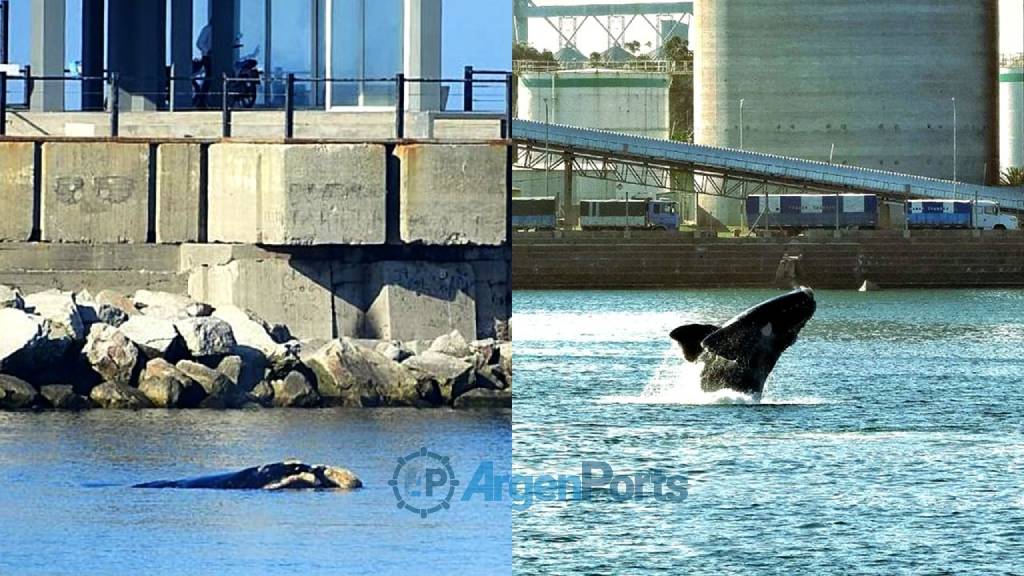 Puerto Quequén recibe a las ballenas