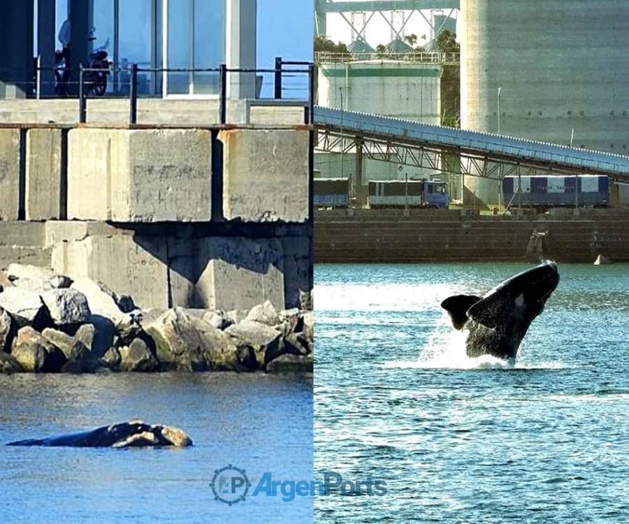 Puerto Quequén recibe a las ballenas