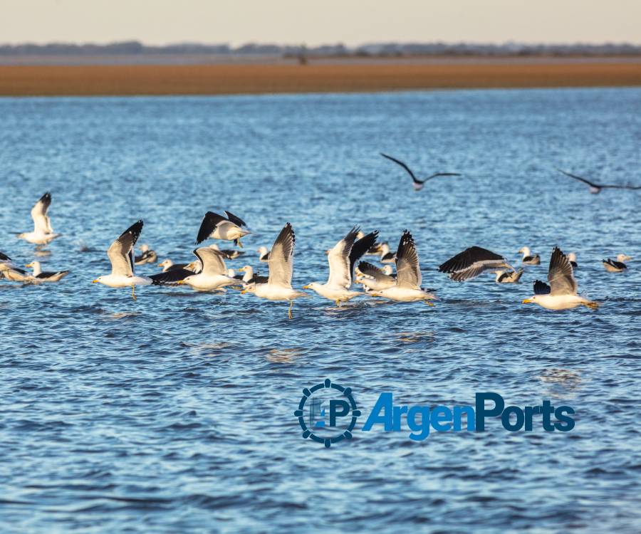 Ya es ley el proyecto que declara Reserva Natural al Islote del Puerto de Bahía Blanca