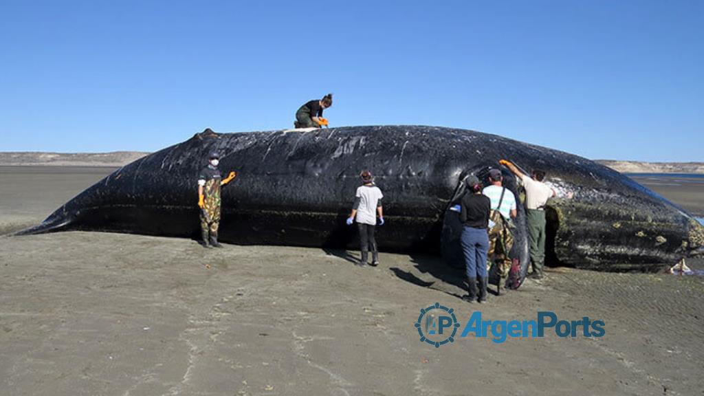 Ya son 13 las ballenas que aparecieron muertas en la zona de Península Valdés