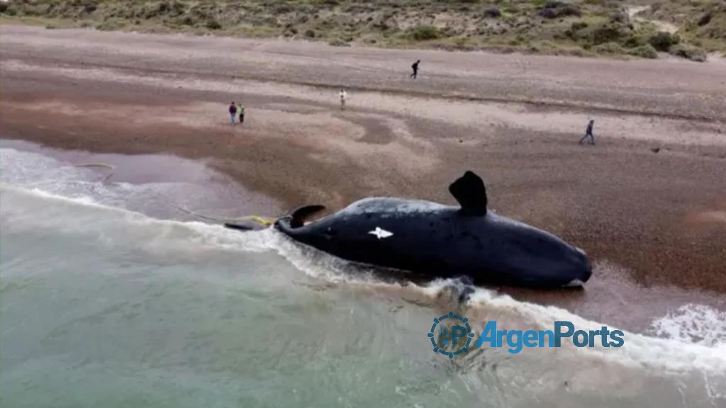 Encuentran otros tres cadáveres y ya suman 18 las ballenas muertas en el Golfo Nuevo