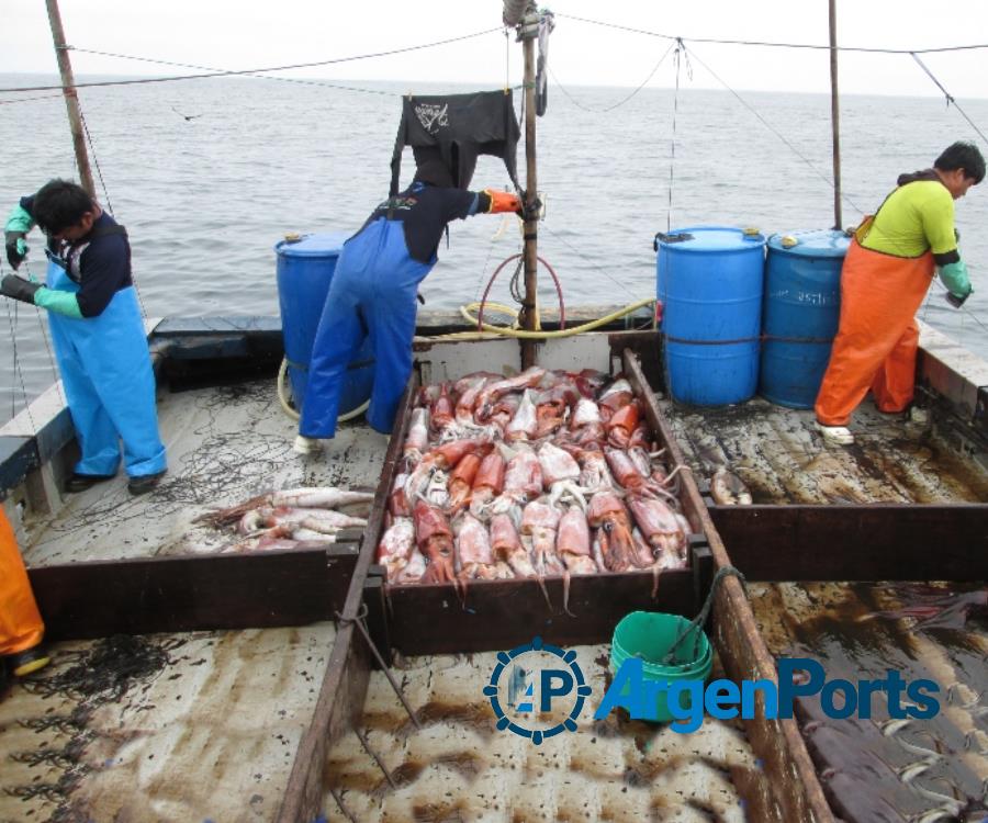 Cambios en la pesca del calamar para simplificar trámites y fortalecer controles