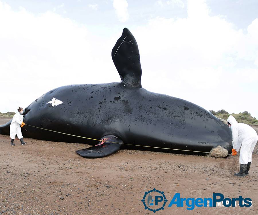 Chubut: ya son 30 las ballenas muertas en el Golfo Nuevo