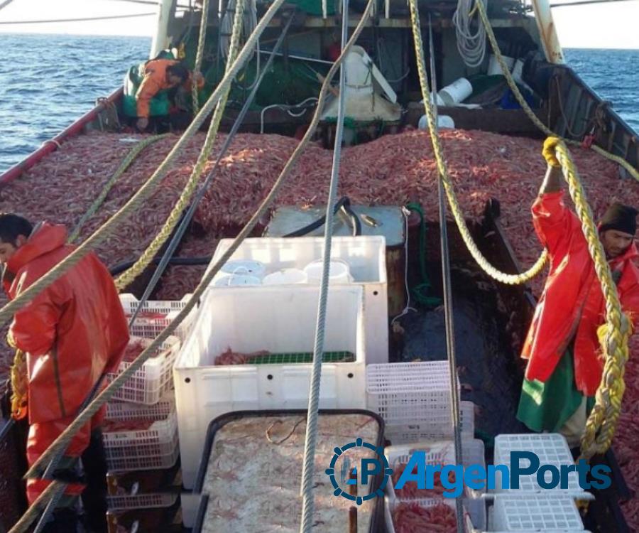 Aseguran que la temporada de langostinos es excelente en Puerto Rawson