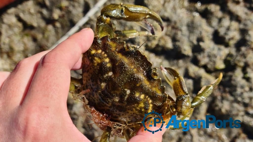 El cangrejo verde llegó para invadir la Bahía San Antonio