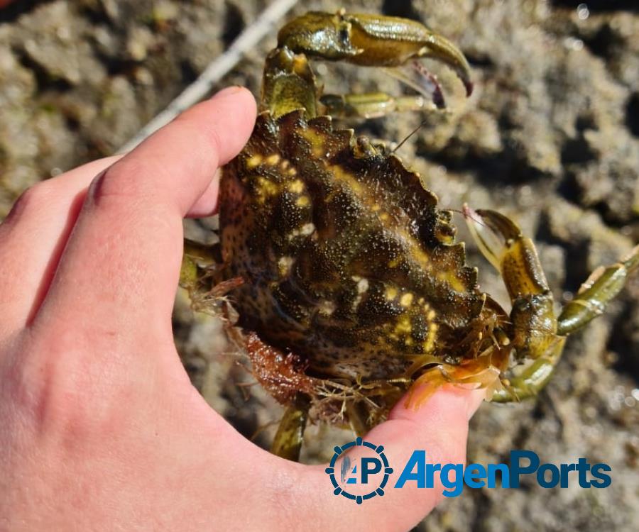 El cangrejo verde llegó para invadir la Bahía San Antonio