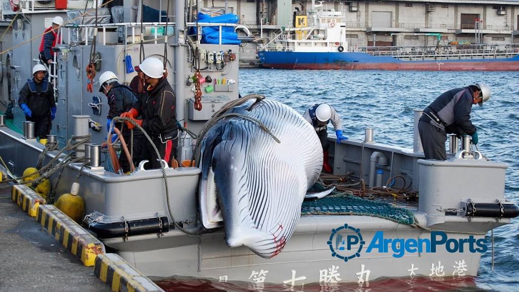 Japón construye un barco ballenero nodriza capaz de operar en la Antártida