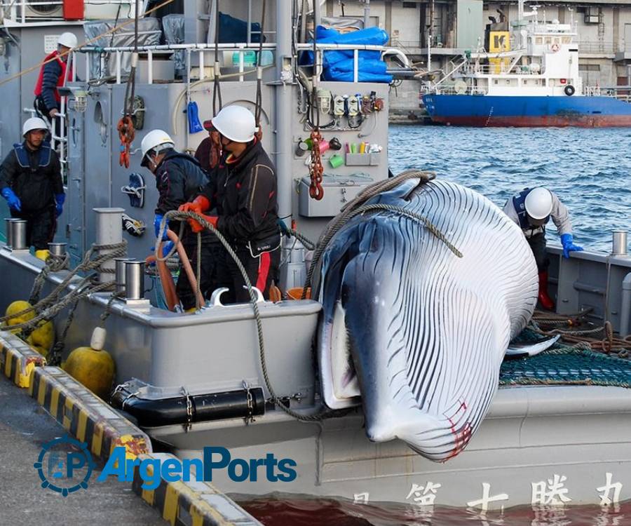 Japón construye un barco ballenero nodriza capaz de operar en la Antártida