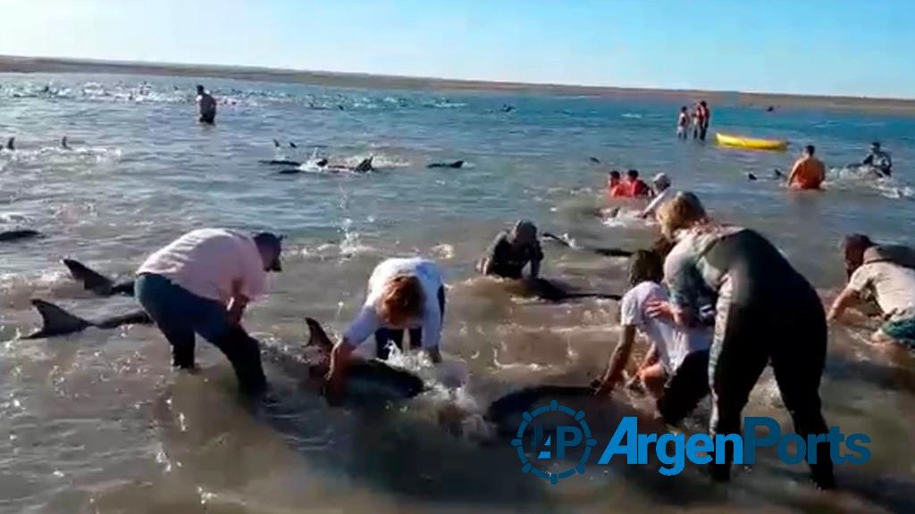 Rescatan unos 300 delfines que quedaron varados en el Golfo San Matías