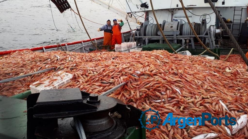 Definen la prospección de langostino dentro del área de veda en Chubut