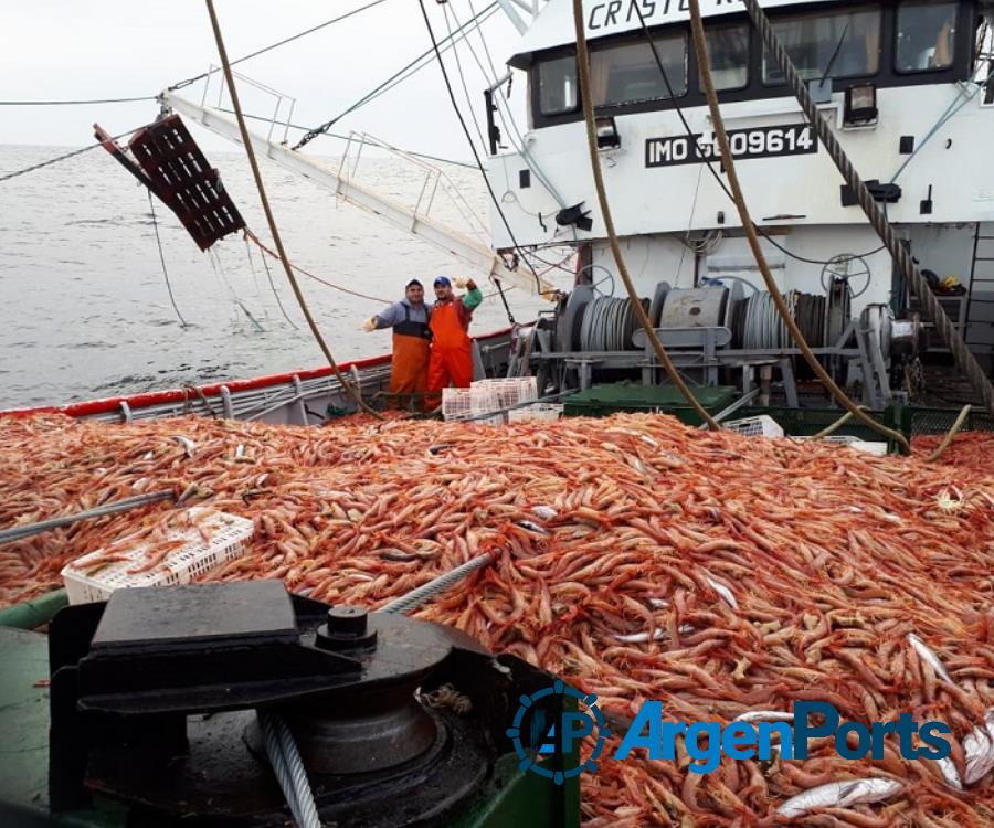 Definen la prospección de langostino dentro del área de veda en Chubut