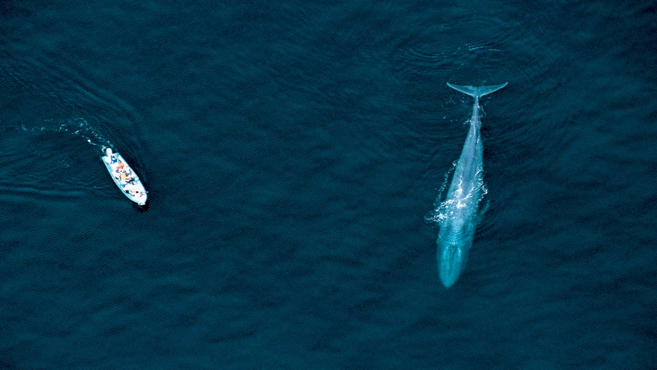 Sobreviviré: el resurgir de las ballenas tras la suspensión de la caza comercial